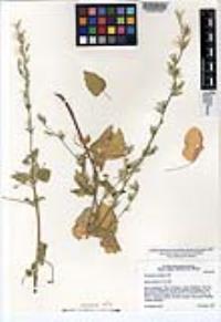 Carminatia tenuiflora image