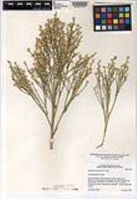 Baccharis sarothroides image