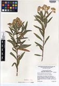 Baccharis salicifolia image