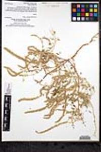 Amaranthus palmeri image