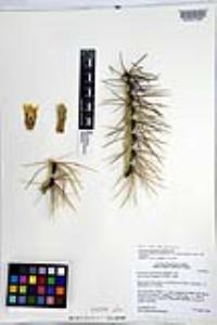 Ferocactus cylindraceus image