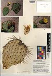 Opuntia comonduensis image