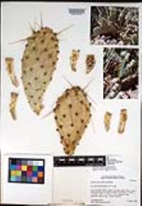 Opuntia phaeacantha image