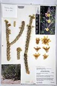 Cylindropuntia californica image
