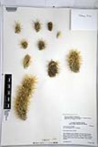 Cylindropuntia bigelovii image