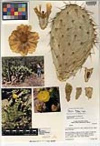 Opuntia tapona image