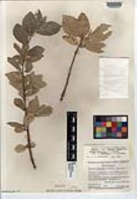 Populus monticola image