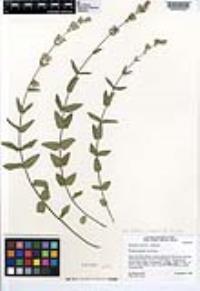 Brickellia betonicifolia image
