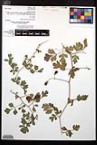 Cardiospermum tortuosum image