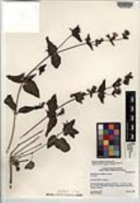 Mirabilis laevis image
