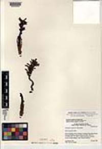 Orobanche cooperi image