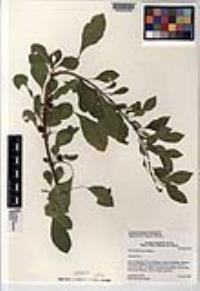 Pisonia flavescens image