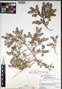 Lepidium lasiocarpum subsp. wrightii image