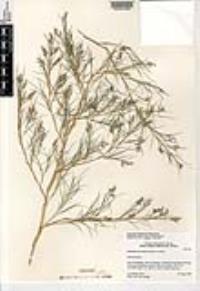 Muhlenbergia dumosa image