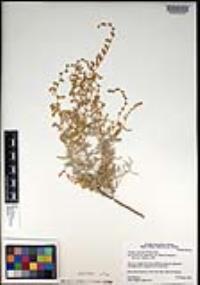 Atriplex linearis image