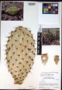 Opuntia tapona image