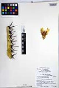 Ferocactus townsendianus var. townsendianus image