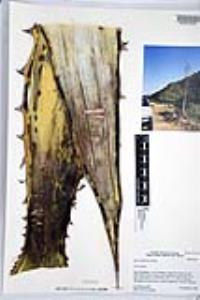 Agave gigantensis image