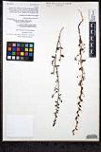 Sairocarpus pusillus image