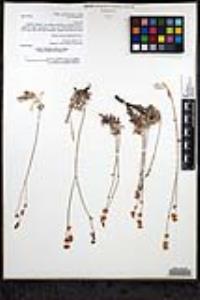 Eriogonum wrightii var. oresbium image