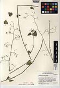 Commicarpus brandegeei image