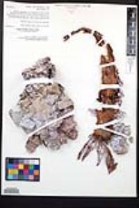 Dudleya pulverulenta image