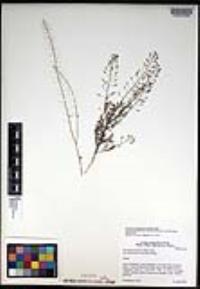 Descurainia pinnata subsp. halictorum image