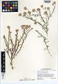 Machaeranthera tagetina image