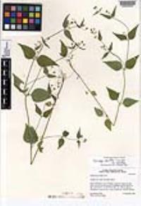 Galinsoga parviflora var. parviflora image