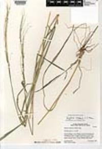 Digitaria insularis image