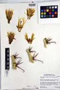 Ferocactus peninsulae image