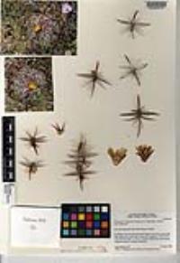 Ferocactus viridescens image