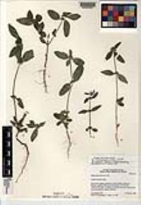 Mitracarpus hirtus image