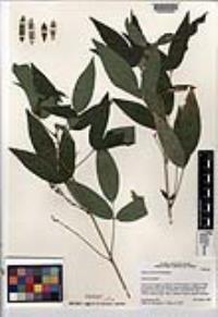 Clitoria monticola image