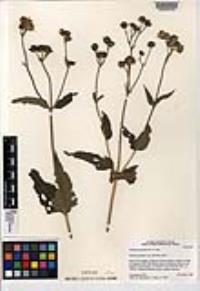 Verbesina pustulata image