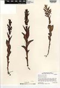 Habenaria crassicornis image