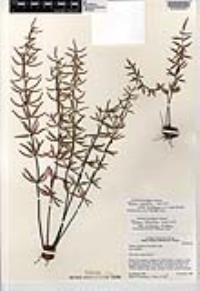 Pellaea ternifolia image