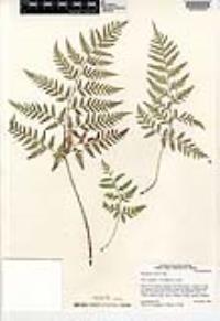 Dryopteris rossii image