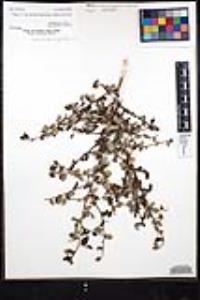 Ceanothus oliganthus var. orcuttii image