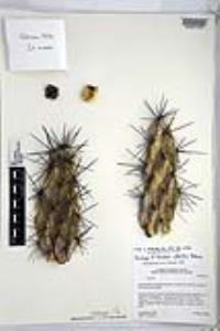 Grusonia robertsii image