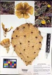 Opuntia phaeacantha image