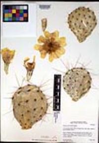 Opuntia phaeacantha image