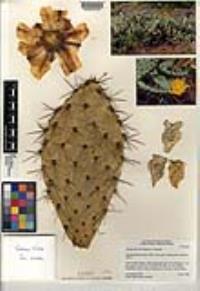 Opuntia littoralis image