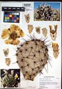 Opuntia littoralis image
