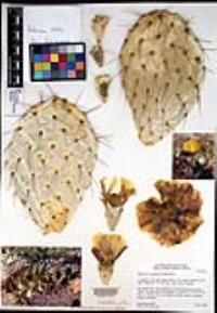 Opuntia engelmannii image