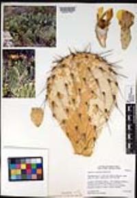 Opuntia engelmannii image