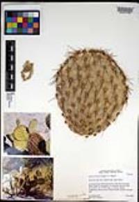 Opuntia chlorotica image
