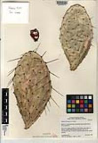 Opuntia bravoana image