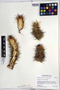 Mammillaria hutchisoniana image