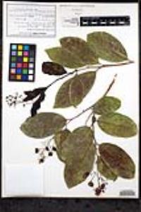 Coccoloba diversifolia image